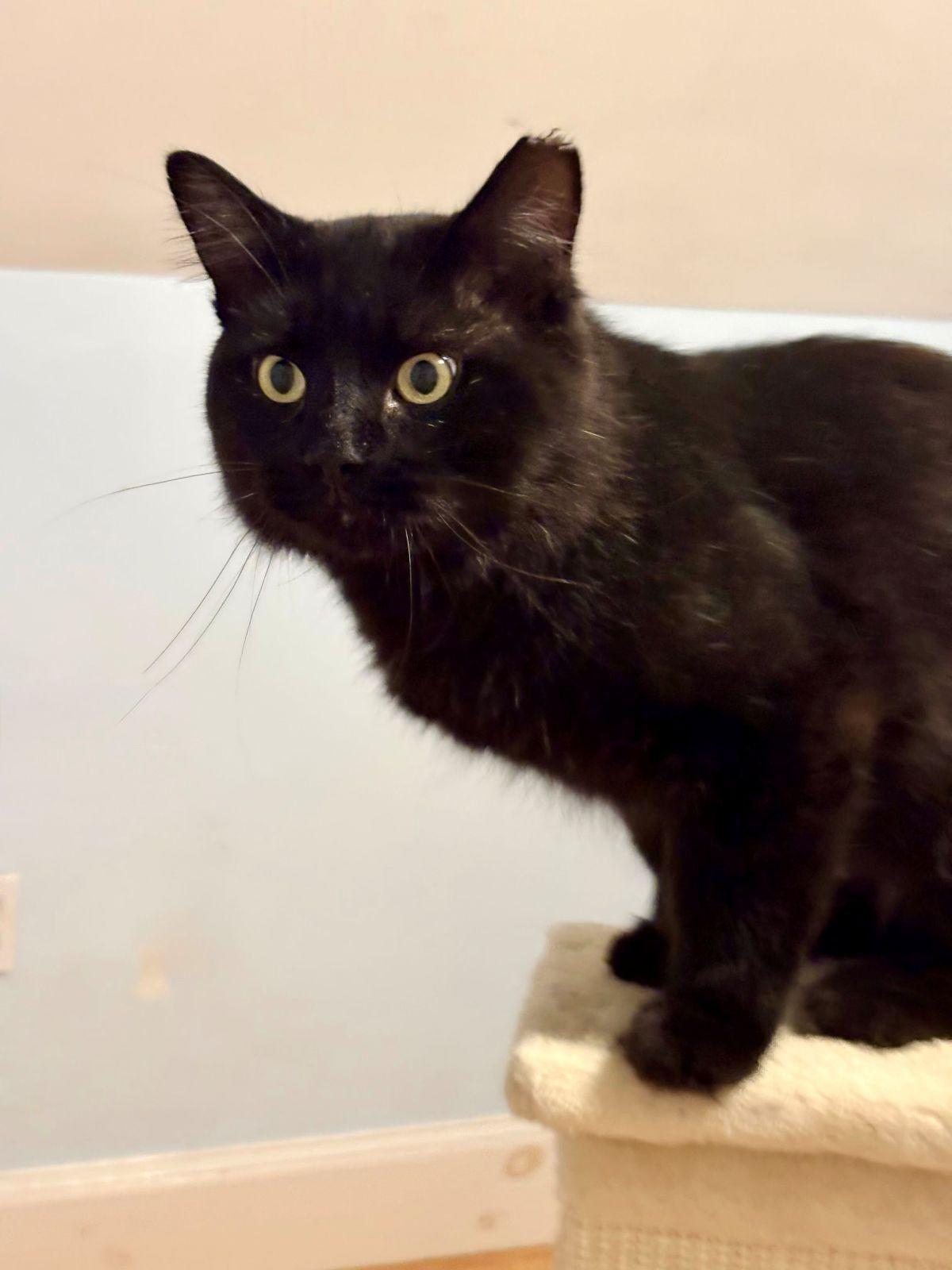 Enlarge Omar, a Adopted mixed breed in New Bedford, MA image 1/3