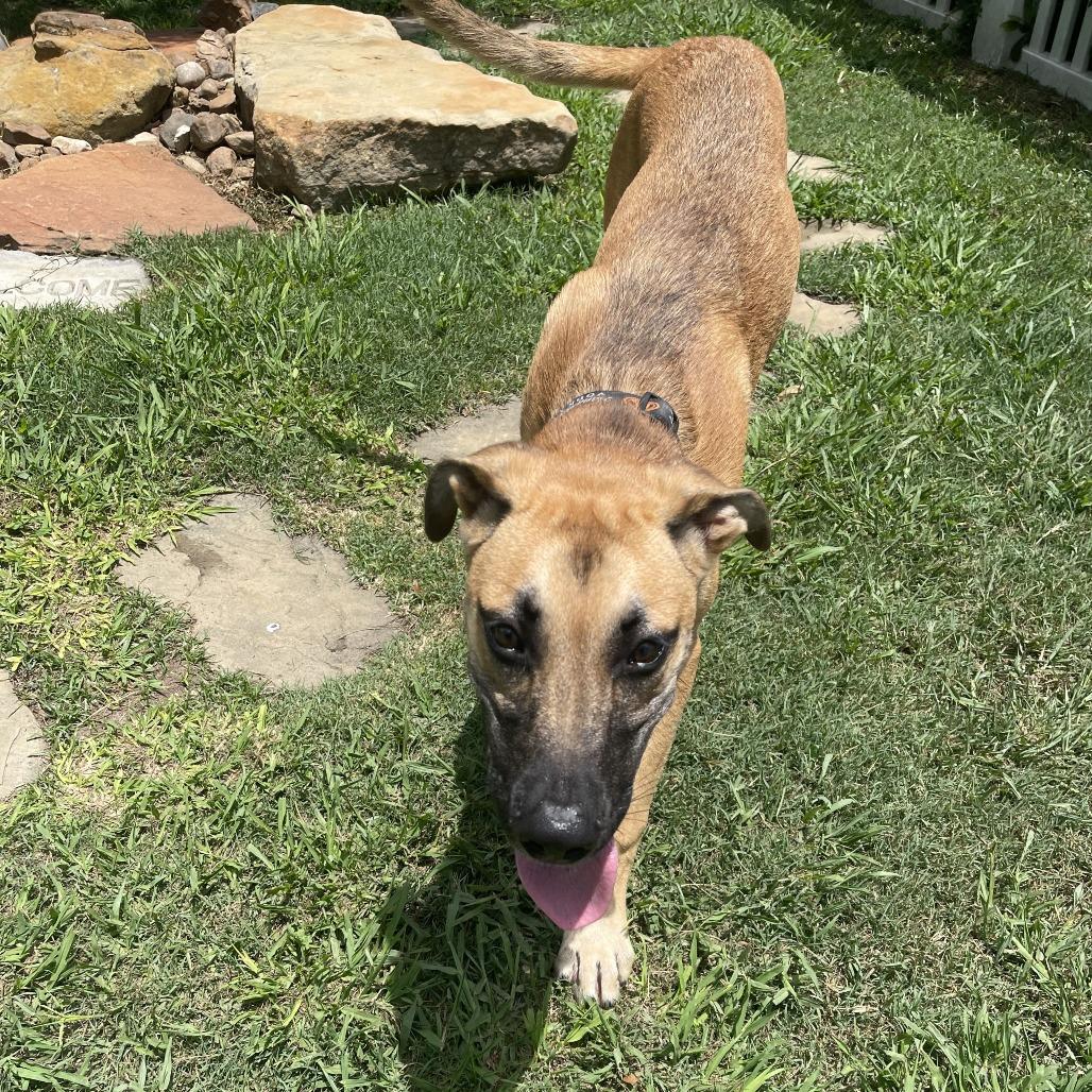 Enlarge Siberian Poetry, a Adoptable mixed breed in Galveston, TX image 1/6