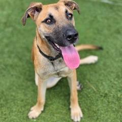 Enlarge Siberian Poetry, a Adoptable mixed breed in Galveston, TX image 2/6