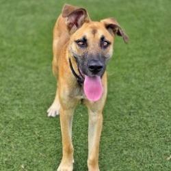 Enlarge Siberian Poetry, a Adoptable mixed breed in Galveston, TX image 5/6