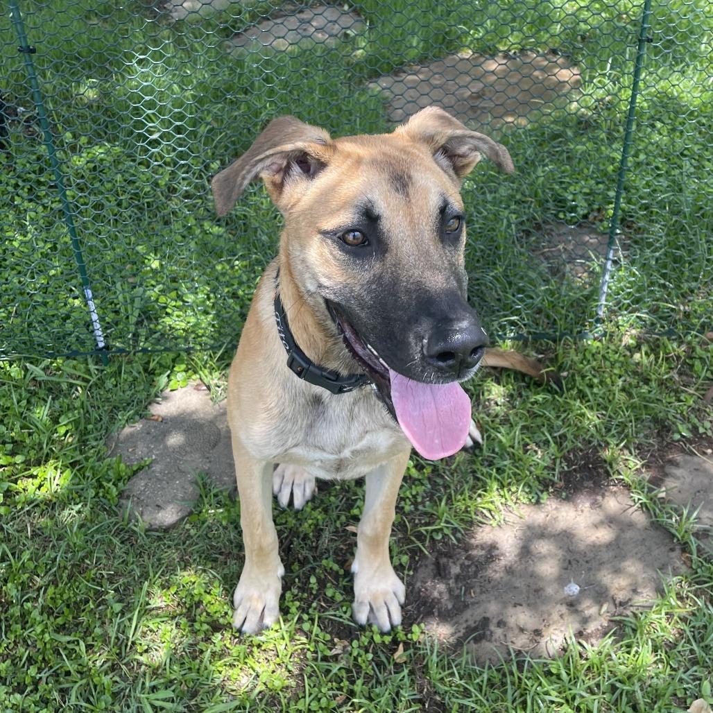 Enlarge Siberian Poetry, a Adoptable mixed breed in Galveston, TX image 6/6