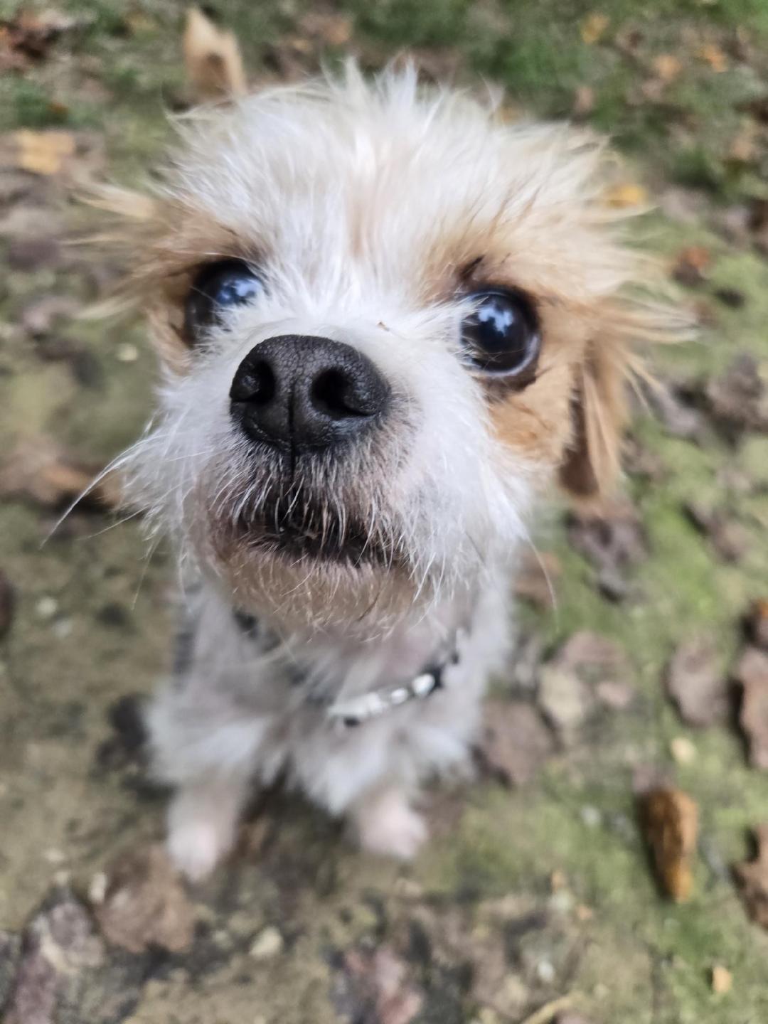 Fresca, Adoptable, Adult Male Shih Tzu.