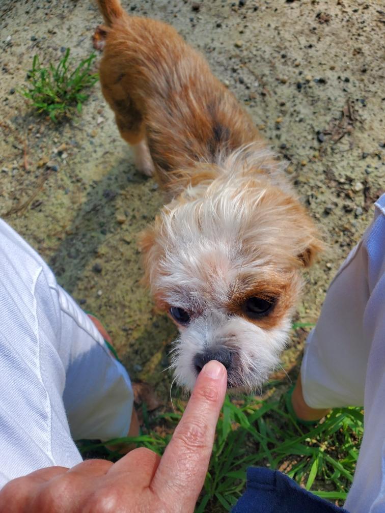 Fresca, a Adoptable mixed breed in Williamsburg, VA image 2/4