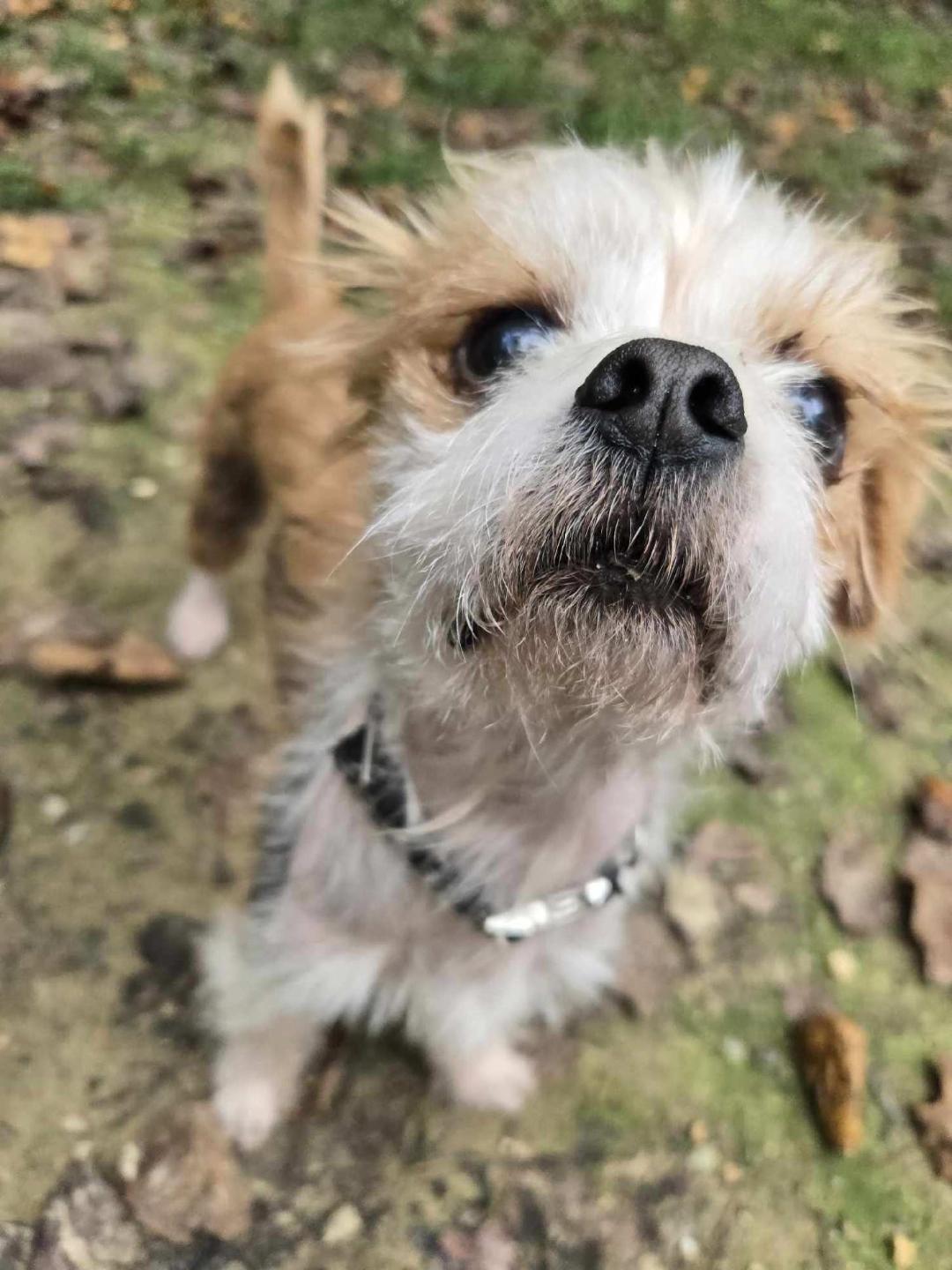 Fresca, a Adoptable mixed breed in Williamsburg, VA image 3/4