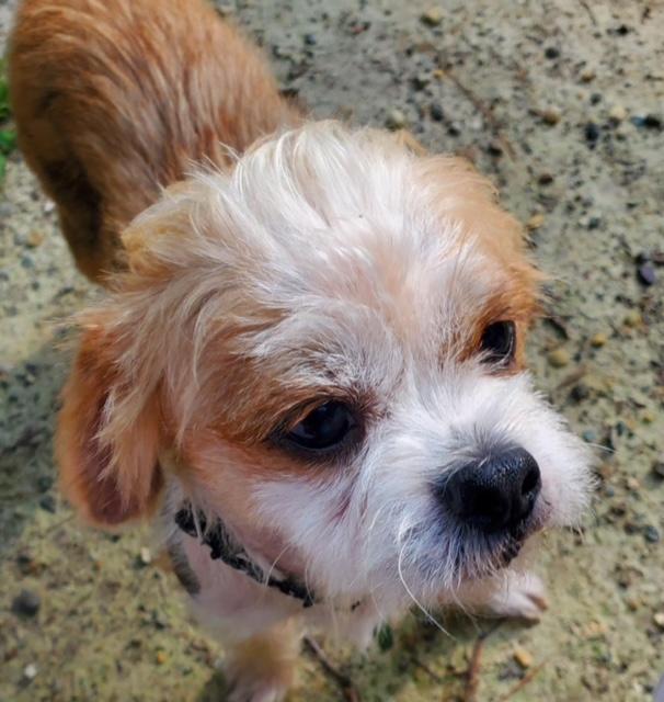 Fresca, a Adoptable mixed breed in Williamsburg, VA image 4/4