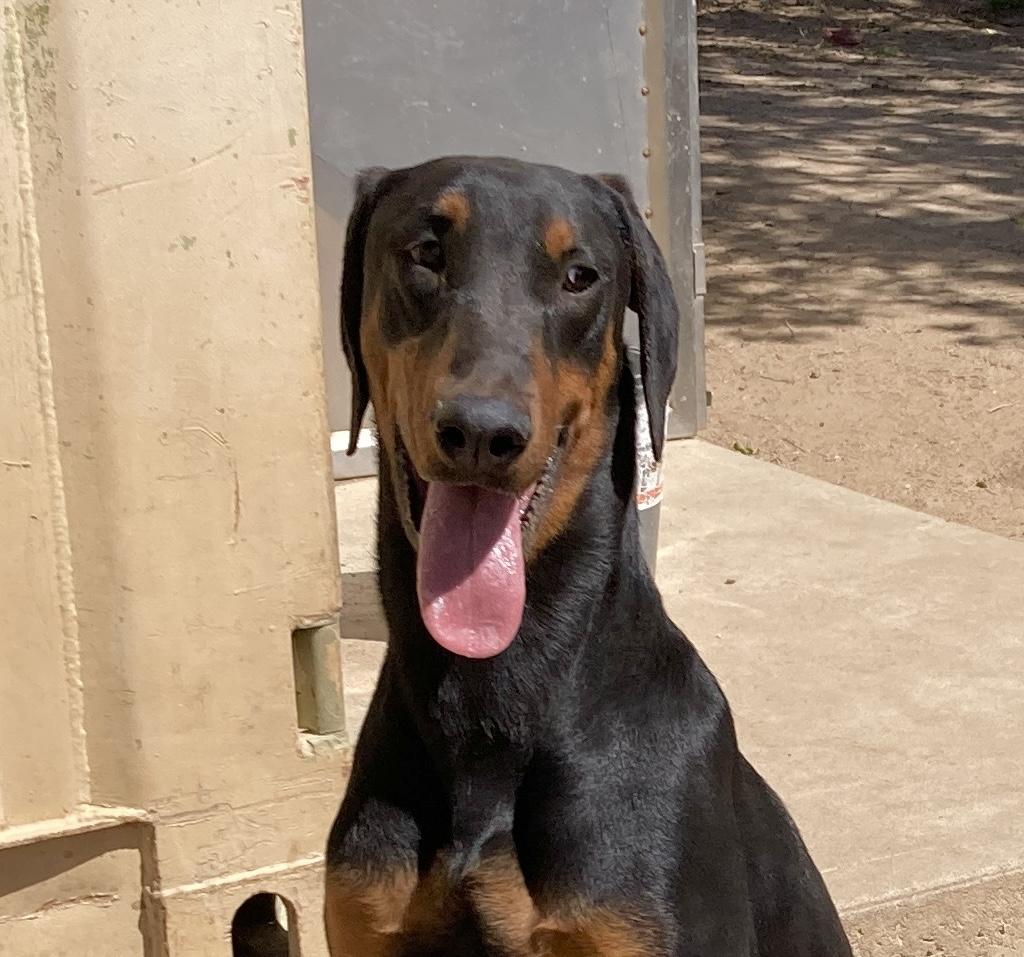 Enlarge Freddie, an adoptable Doberman Pinscher in Camp Pendleton, CA image 1/6