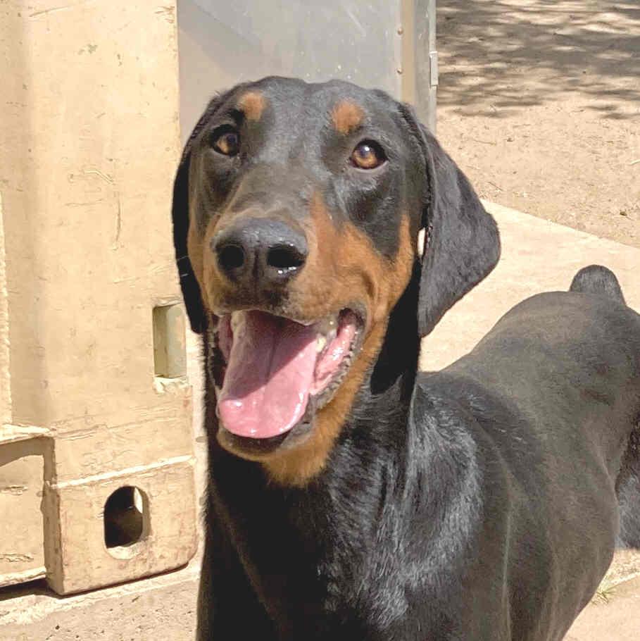 Freddie, adoptable, Adult Male Doberman Pinscher.
