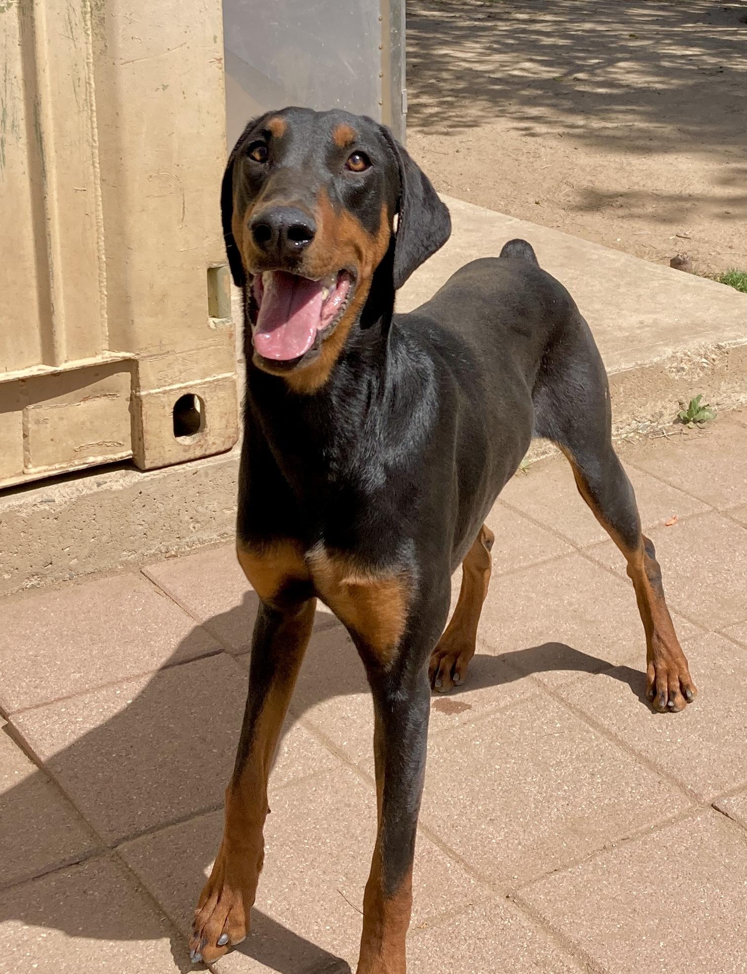 Enlarge Freddie, an adoptable Doberman Pinscher in Camp Pendleton, CA image 2/6