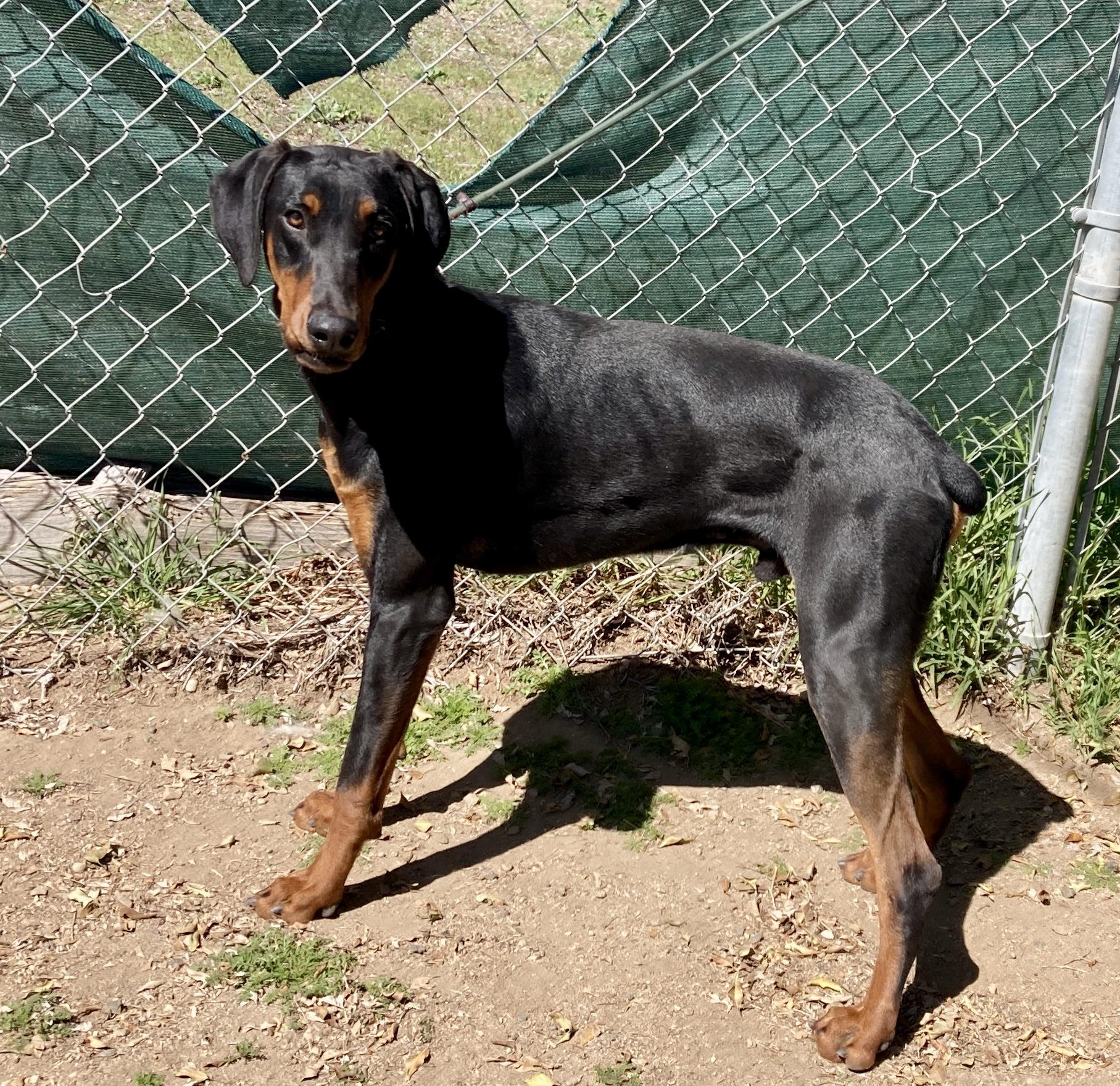 Enlarge Freddie, an adoptable Doberman Pinscher in Camp Pendleton, CA image 4/6