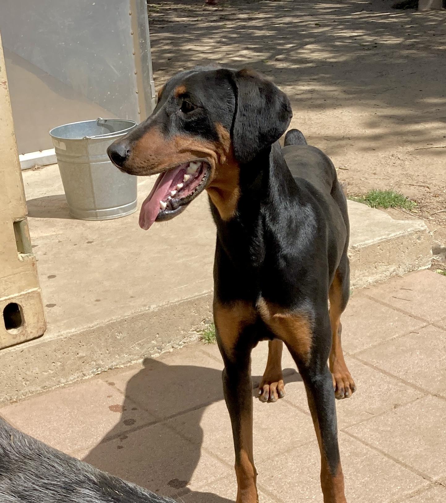 Enlarge Freddie, an adoptable Doberman Pinscher in Camp Pendleton, CA image 3/6