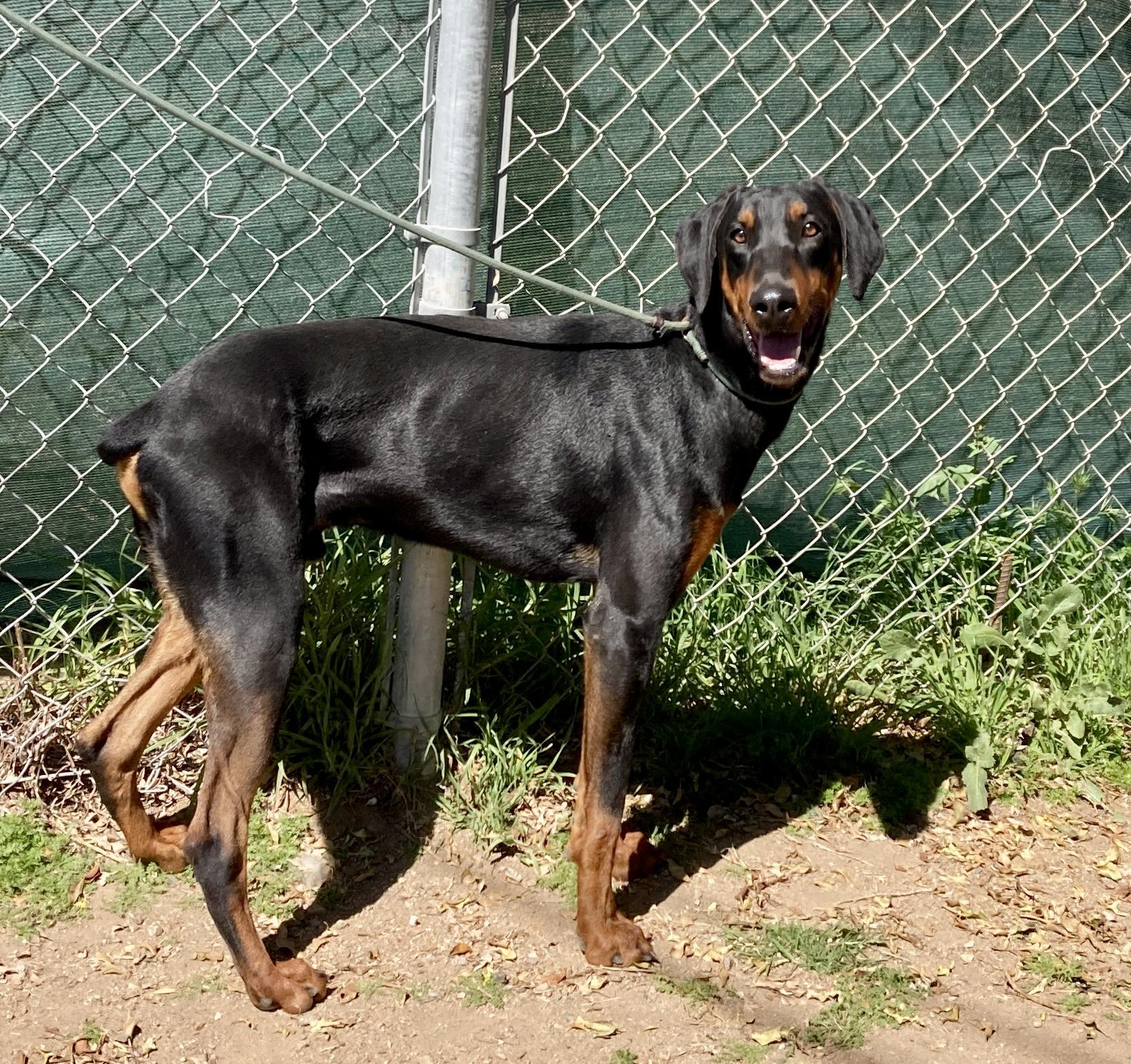 Enlarge Freddie, an adoptable Doberman Pinscher in Camp Pendleton, CA image 6/6