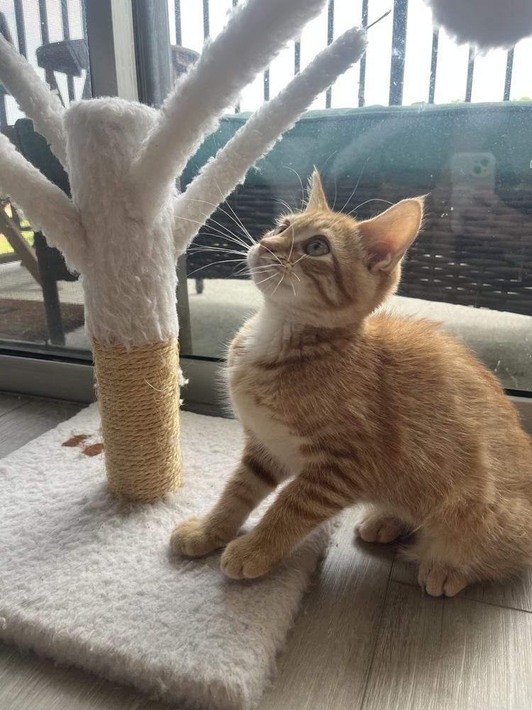 Enlarge Nutmeg, a Adoptable mixed breed in Vienna , VA image 3/6