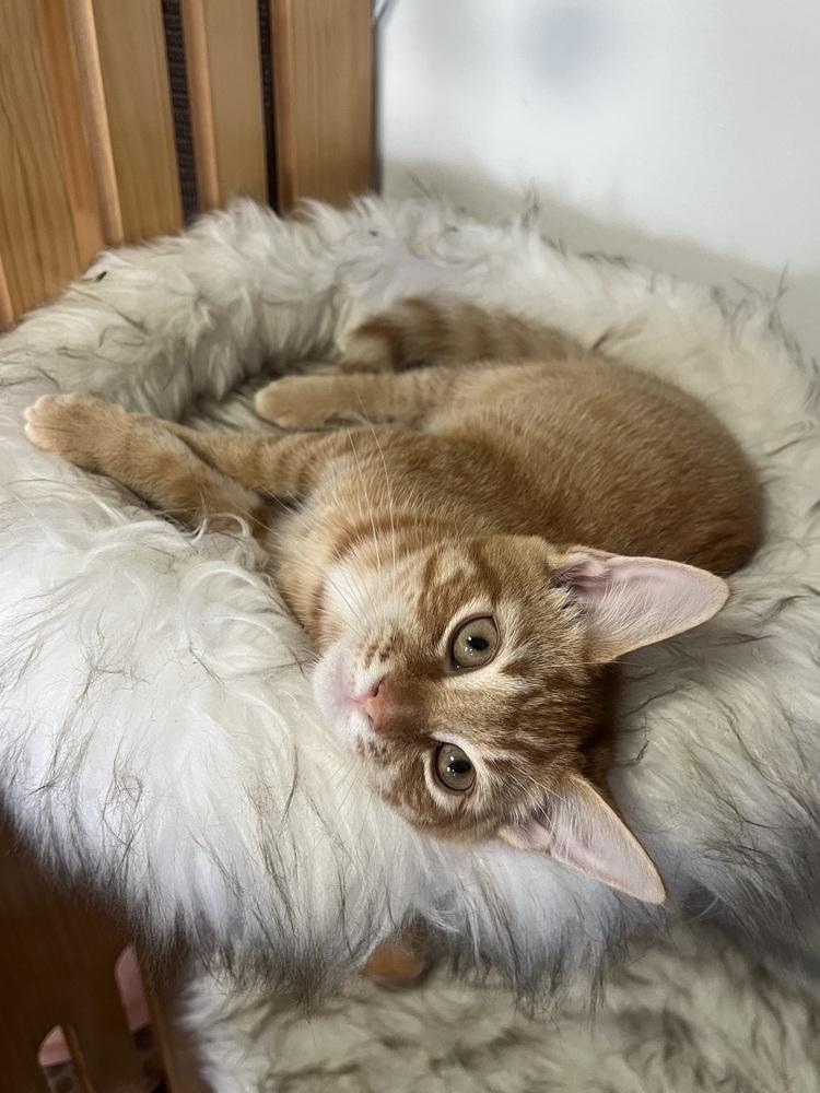 Enlarge Nutmeg, a Adoptable mixed breed in Vienna , VA image 1/6