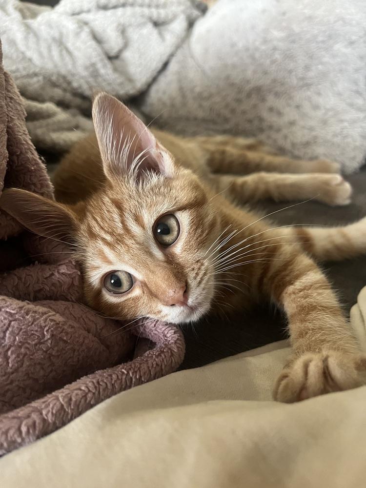 Enlarge Nutmeg, a Adoptable mixed breed in Vienna , VA image 6/6