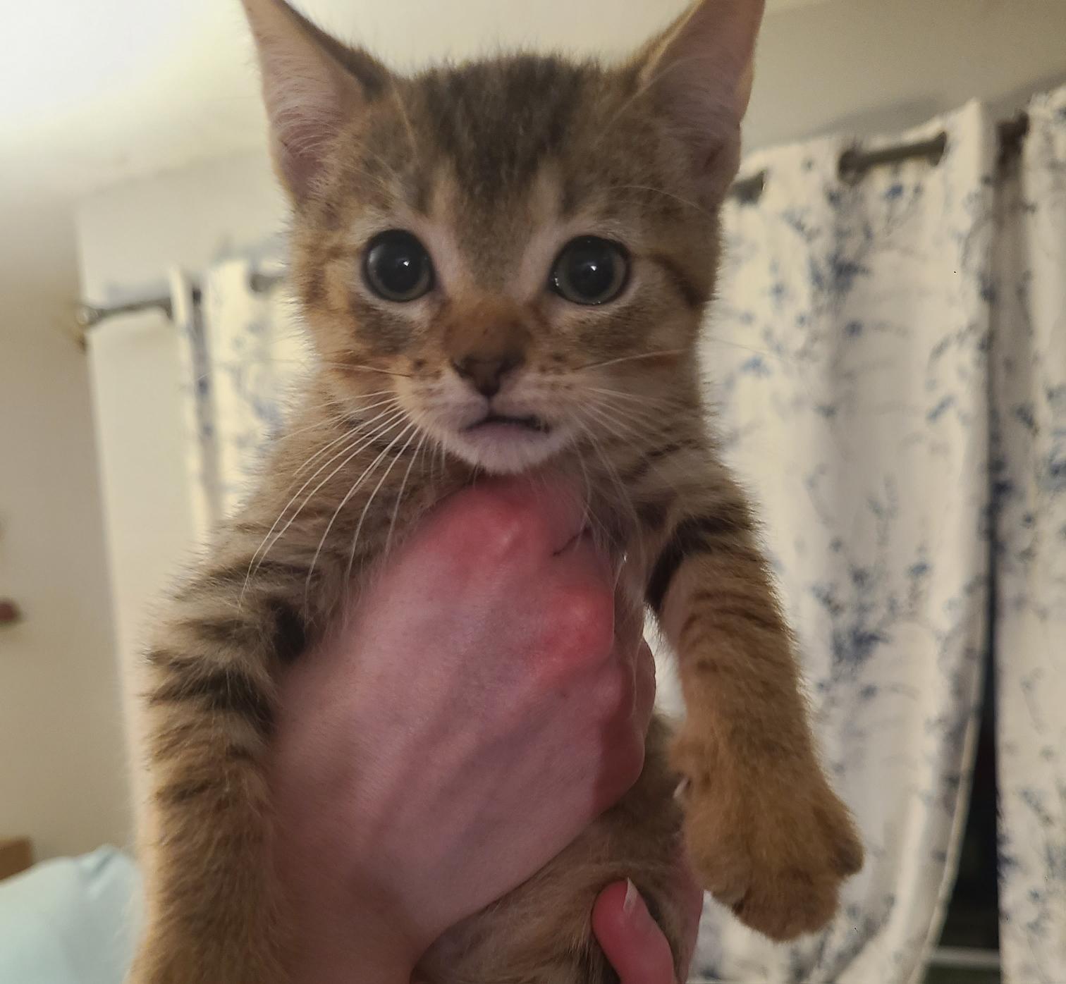 Enlarge Little Man, a Adoptable Domestic Short Hair in Oceanside, CA image 1/2