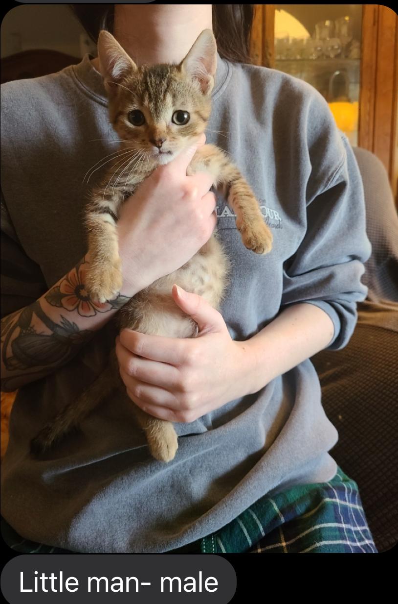 Enlarge Little Man, a Adoptable Domestic Short Hair in Oceanside, CA image 2/2