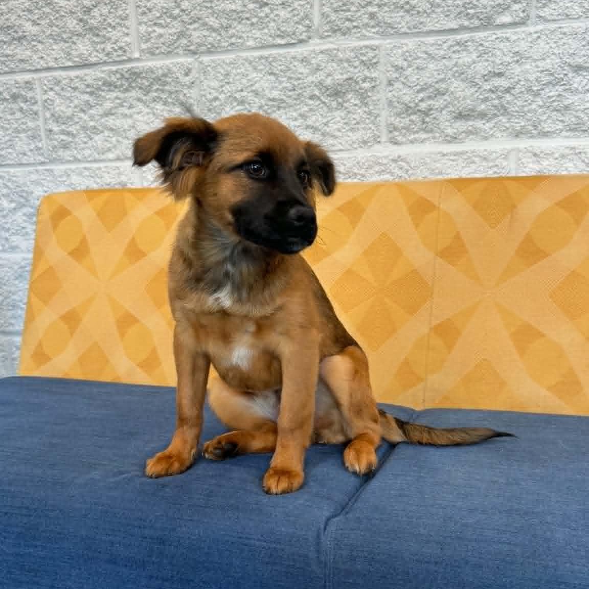 Enlarge Harper, a ADOPTABLE mixed breed in Danbury, CT image 5/5
