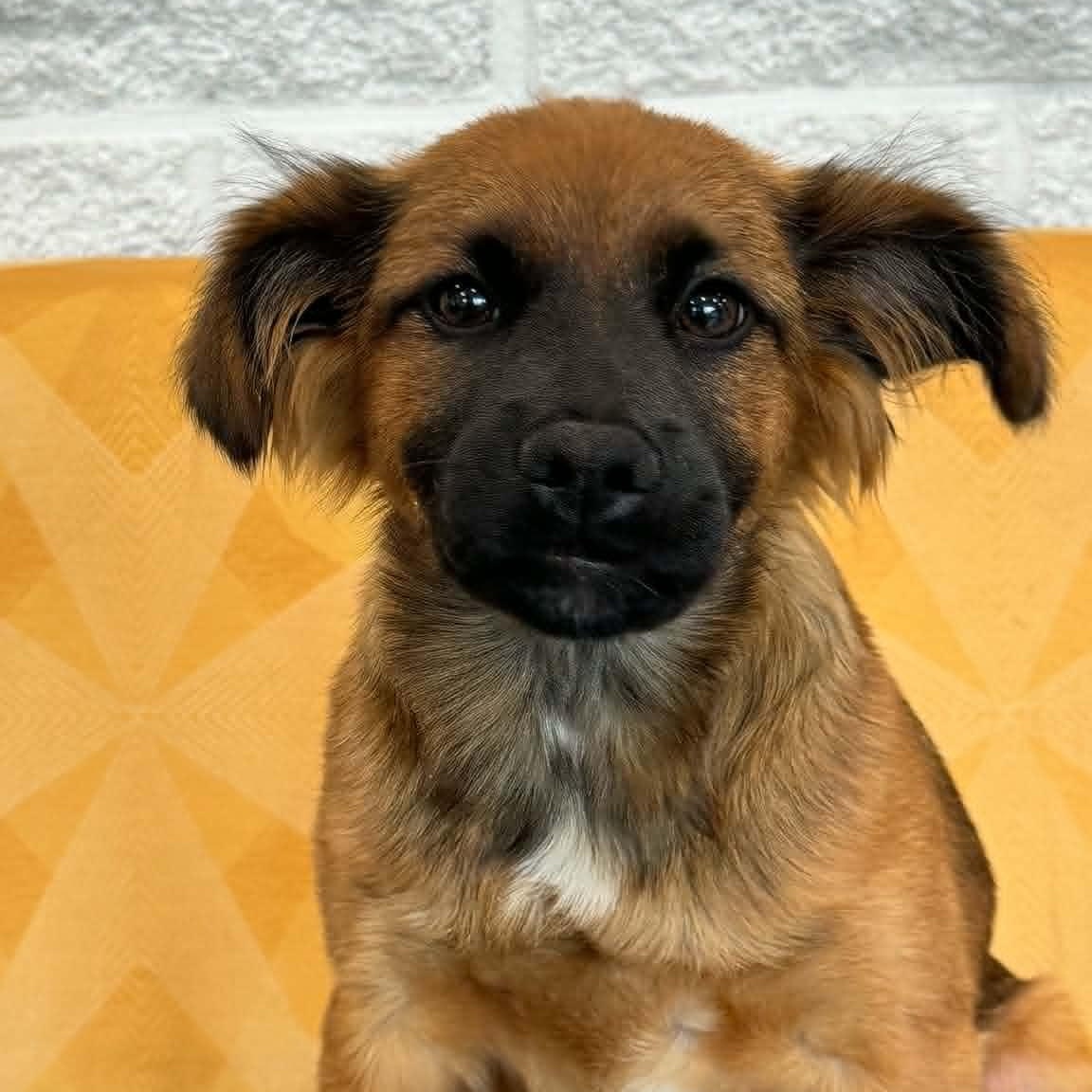 Enlarge Harper, a ADOPTABLE mixed breed in Danbury, CT image 4/5