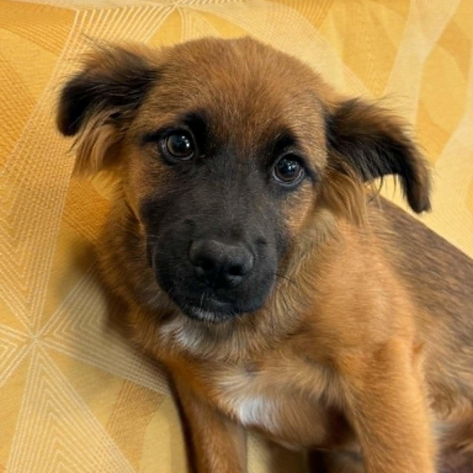 Enlarge Harper, a ADOPTABLE mixed breed in Danbury, CT image 1/5