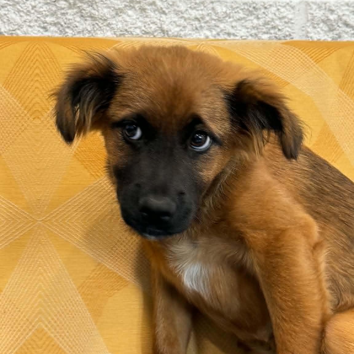 Enlarge Harper, a ADOPTABLE mixed breed in Danbury, CT image 3/5