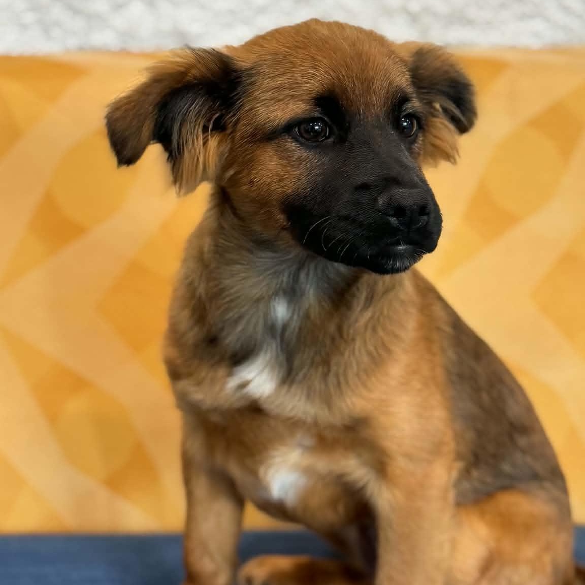 Enlarge Harper, a ADOPTABLE mixed breed in Danbury, CT image 2/5