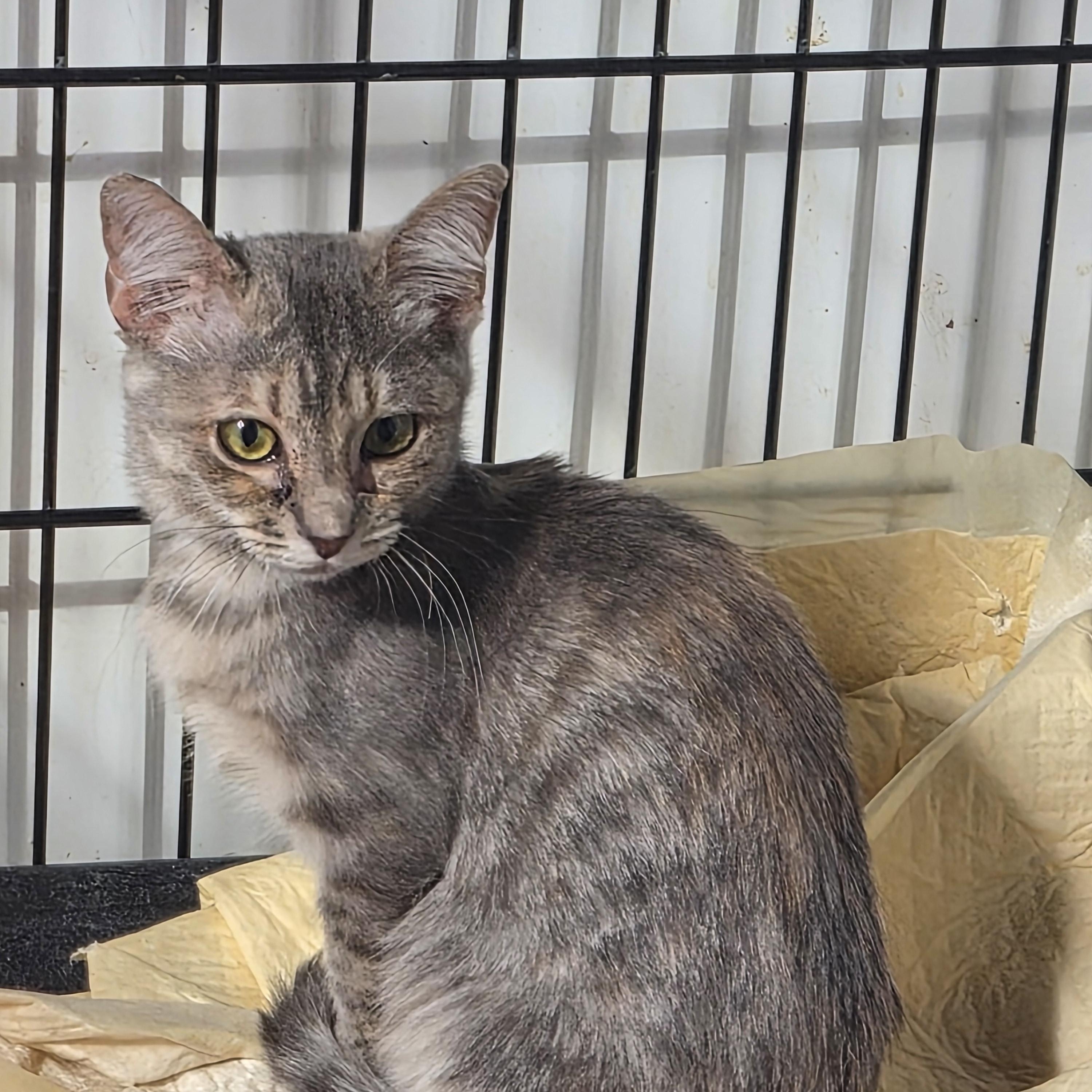 Enlarge Marilyn, a Adoptable Domestic Short Hair in Greeley, CO image 1/1