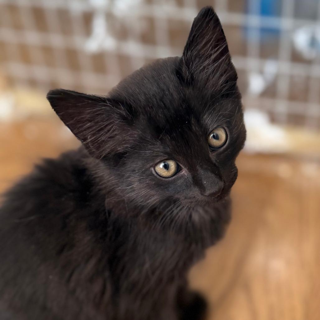Cricket 2, Adoptable, Kitten Male Domestic Medium Hair.
