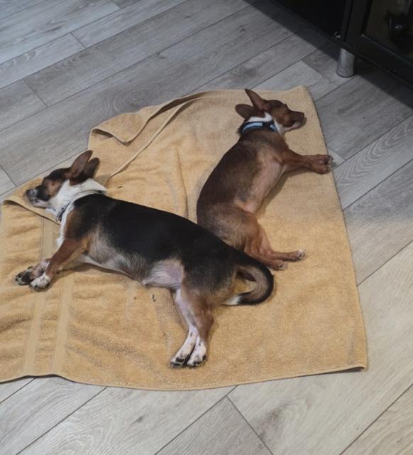 Enlarge Shirley, an adopted mixed breed in Dearborn, MI image 5/6