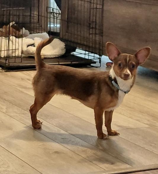 Enlarge Shirley, an adopted mixed breed in Dearborn, MI image 4/6