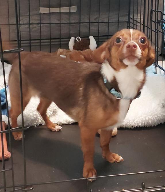 Enlarge Shirley, an adopted mixed breed in Dearborn, MI image 3/6