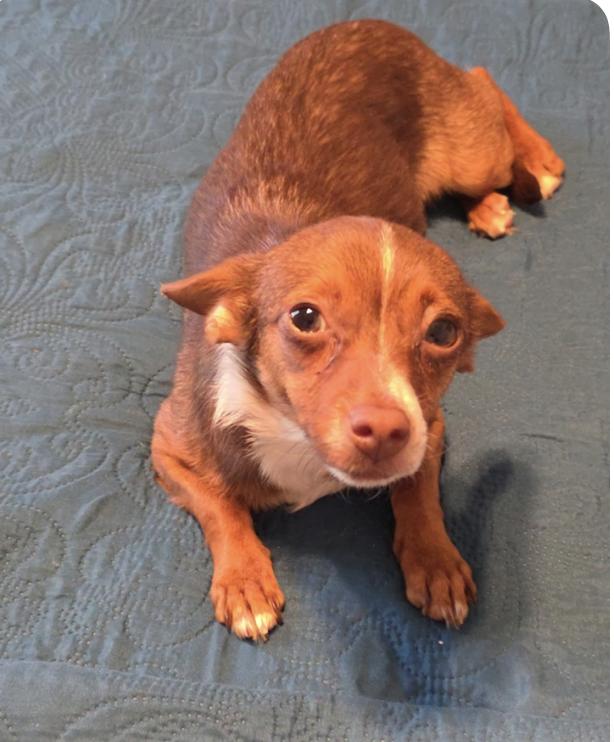 Enlarge Shirley, an adopted mixed breed in Dearborn, MI image 1/6