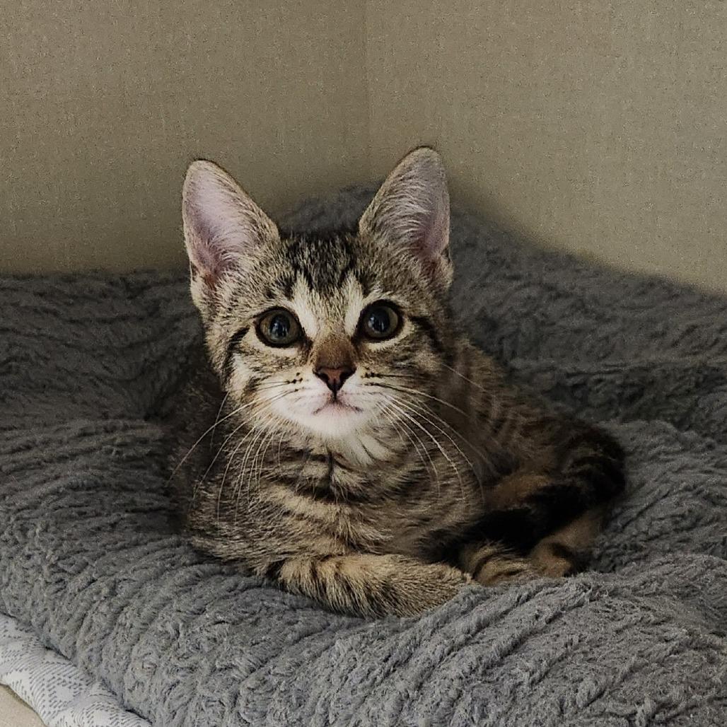 Bitsy, Adoptable, Kitten Female Domestic Short Hair.