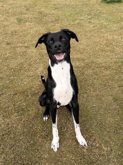 Quincy, a Adoptable mixed breed in Daphne, AL image 1/3