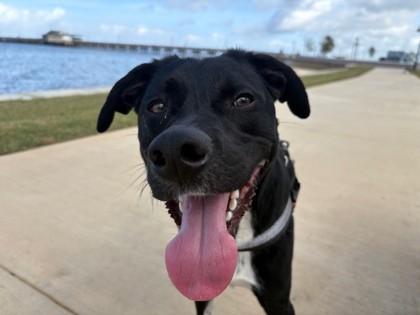 Enlarge Quincy, a Adoptable mixed breed in Daphne, AL image 3/3