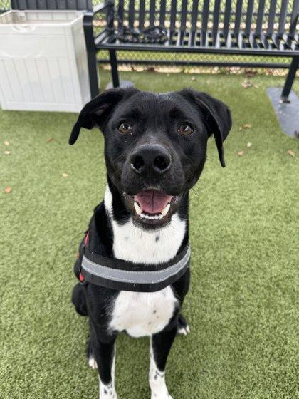 Enlarge Quincy, a Adoptable mixed breed in Daphne, AL image 1/3