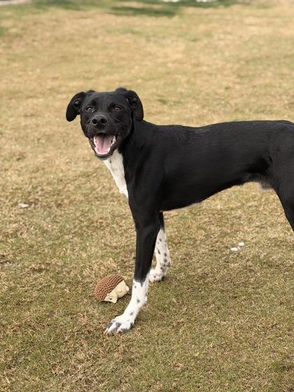 Enlarge Quincy, a Adoptable mixed breed in Daphne, AL image 2/3