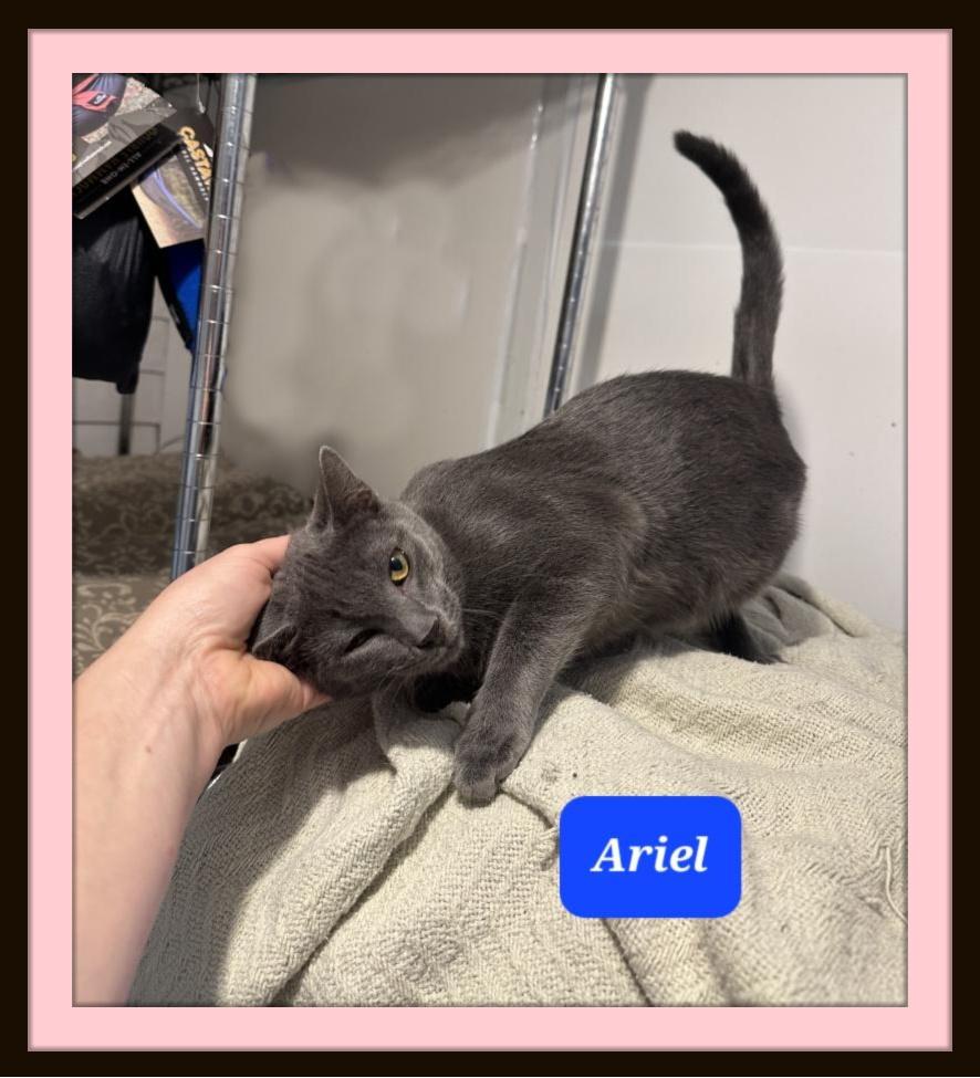 Ariel - Will you be my friend? 2