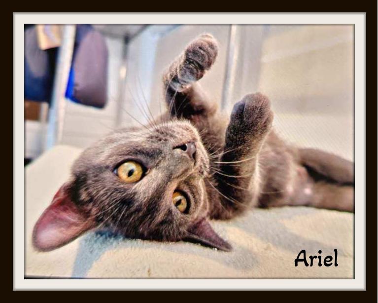 Ariel - Will you be my friend?