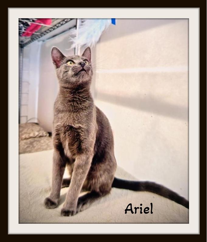 Ariel - Will you be my friend? 3