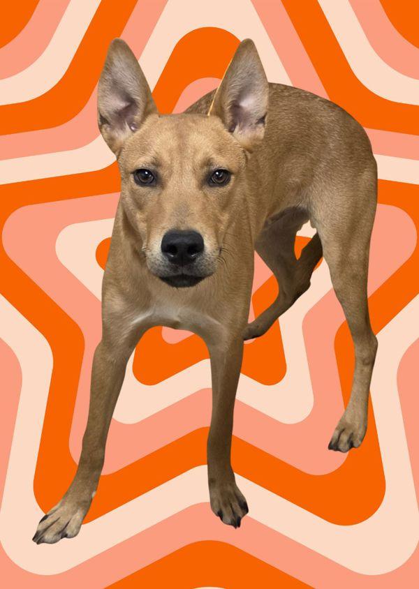 Griffin, Adoptable, Young Male Australian Kelpie.