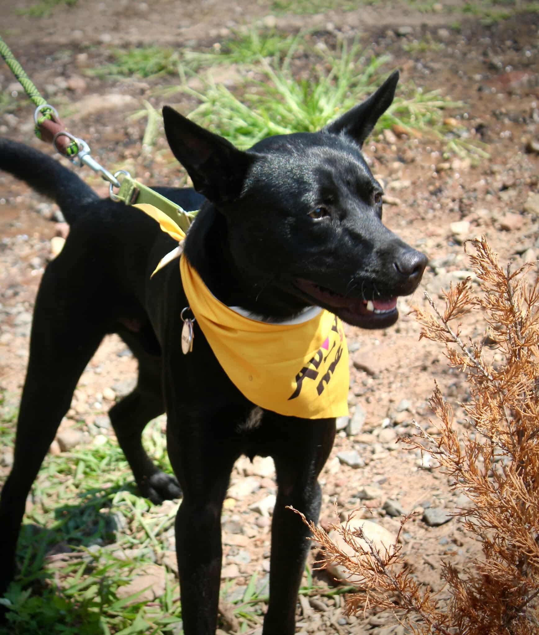 Johnny, a hold mixed breed in Westwood, NJ image 2/6