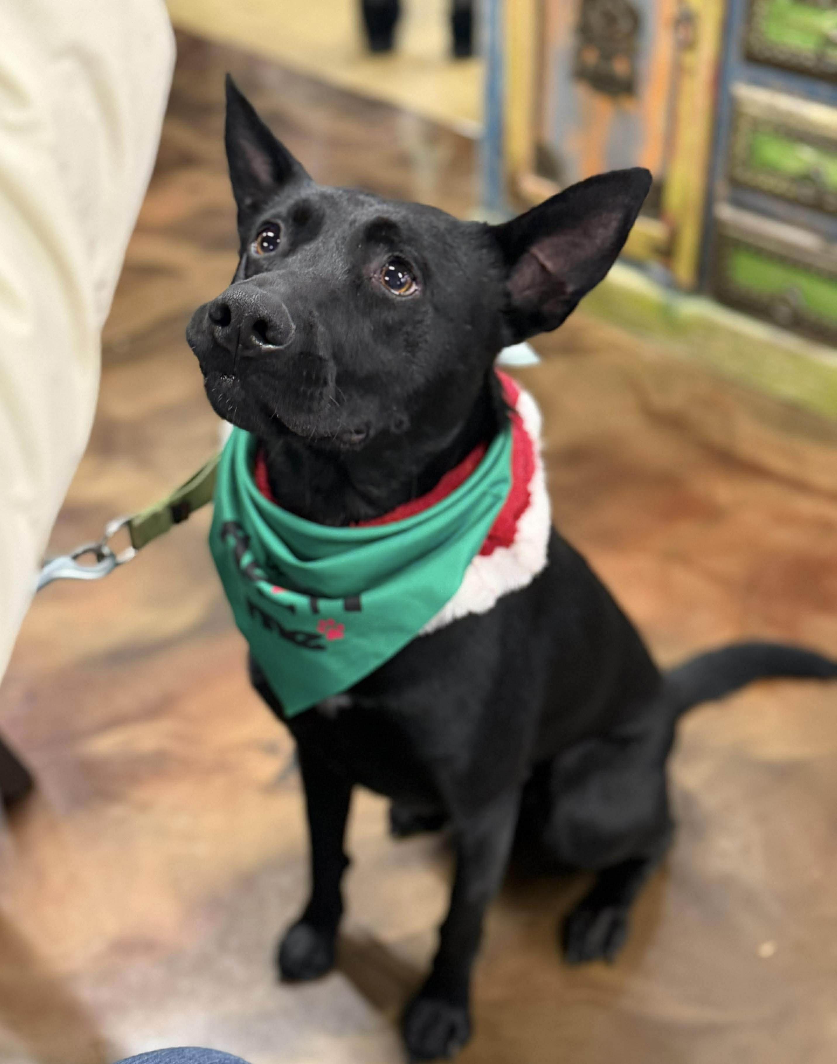 Johnny, Adoptable, Young Male Labrador Retriever.