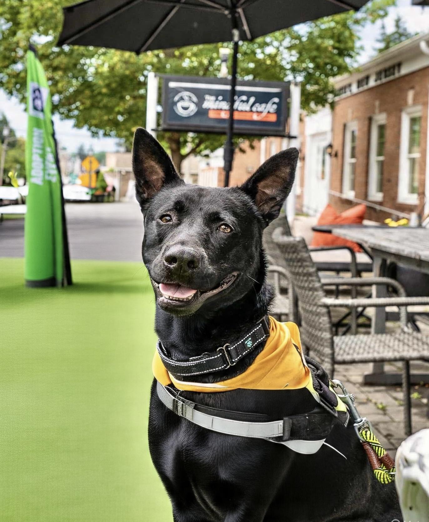 Johnny, a hold mixed breed in Westwood, NJ image 4/6