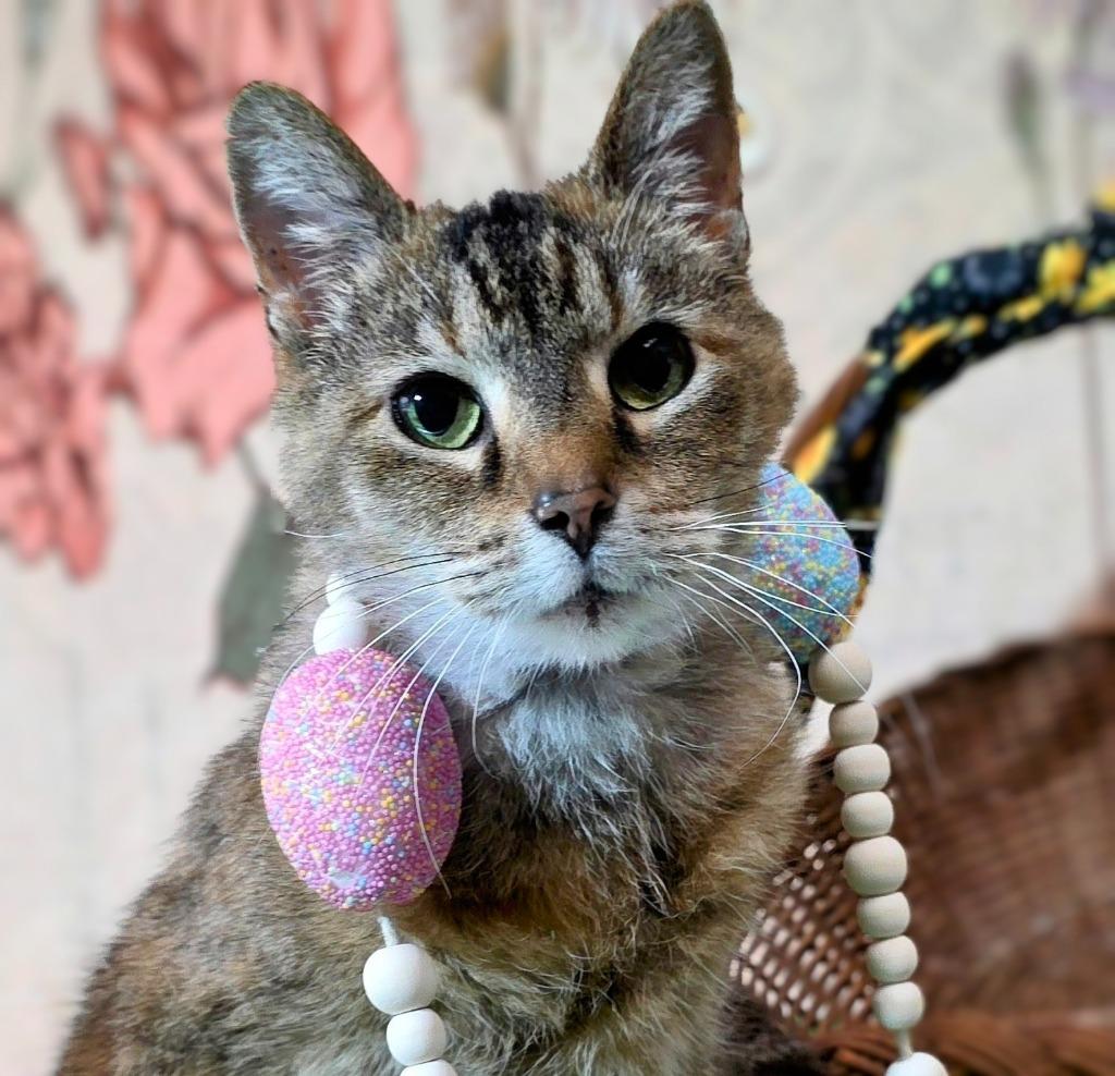 Sassy, Adoptable, Senior Female Domestic Short Hair.