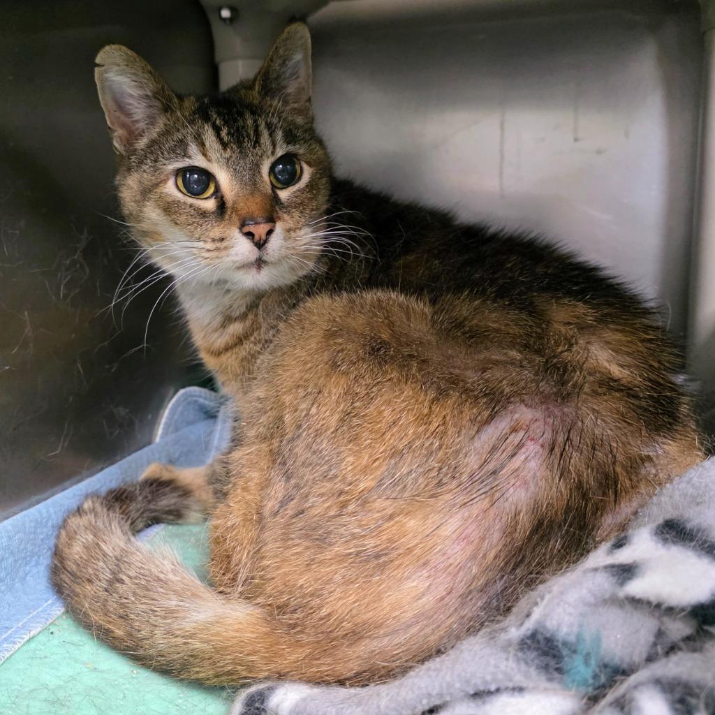 Enlarge Sassy, a Adoptable mixed breed in New Manchester, WV image 2/6