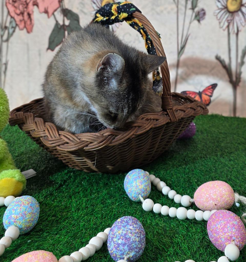 Enlarge Sassy, a Adoptable mixed breed in New Manchester, WV image 3/6