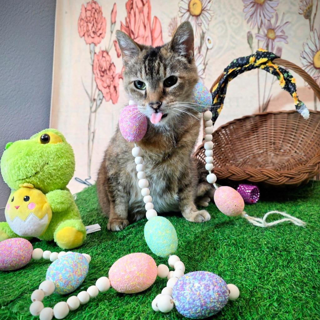 Enlarge Sassy, a Adoptable mixed breed in New Manchester, WV image 4/6