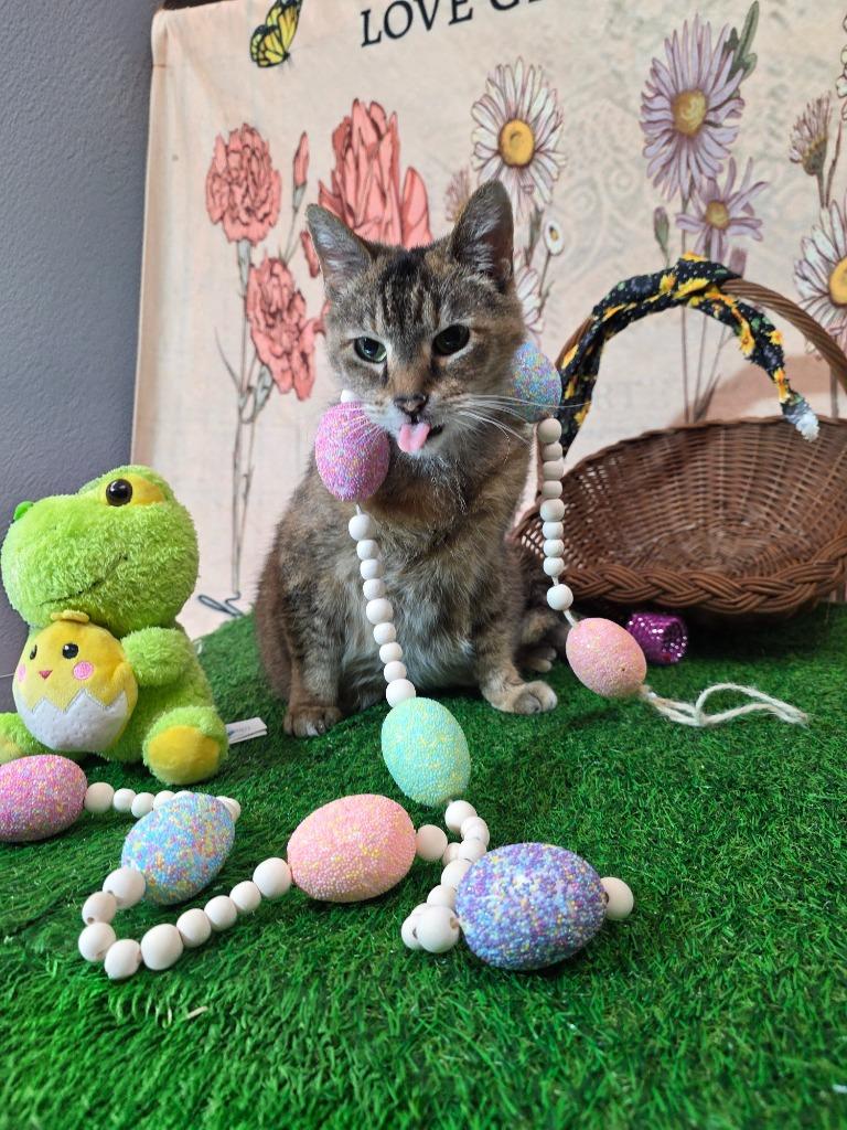 Enlarge Sassy, a Adoptable mixed breed in New Manchester, WV image 5/6