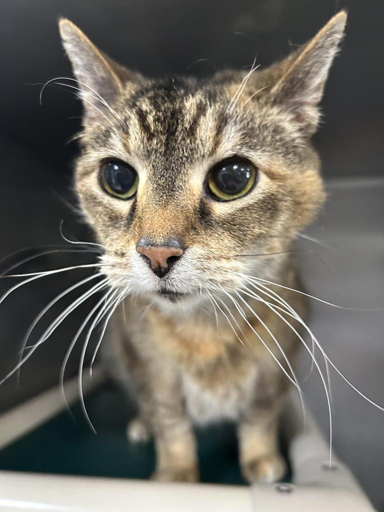 Enlarge Sassy, a Adoptable mixed breed in New Manchester, WV image 6/6