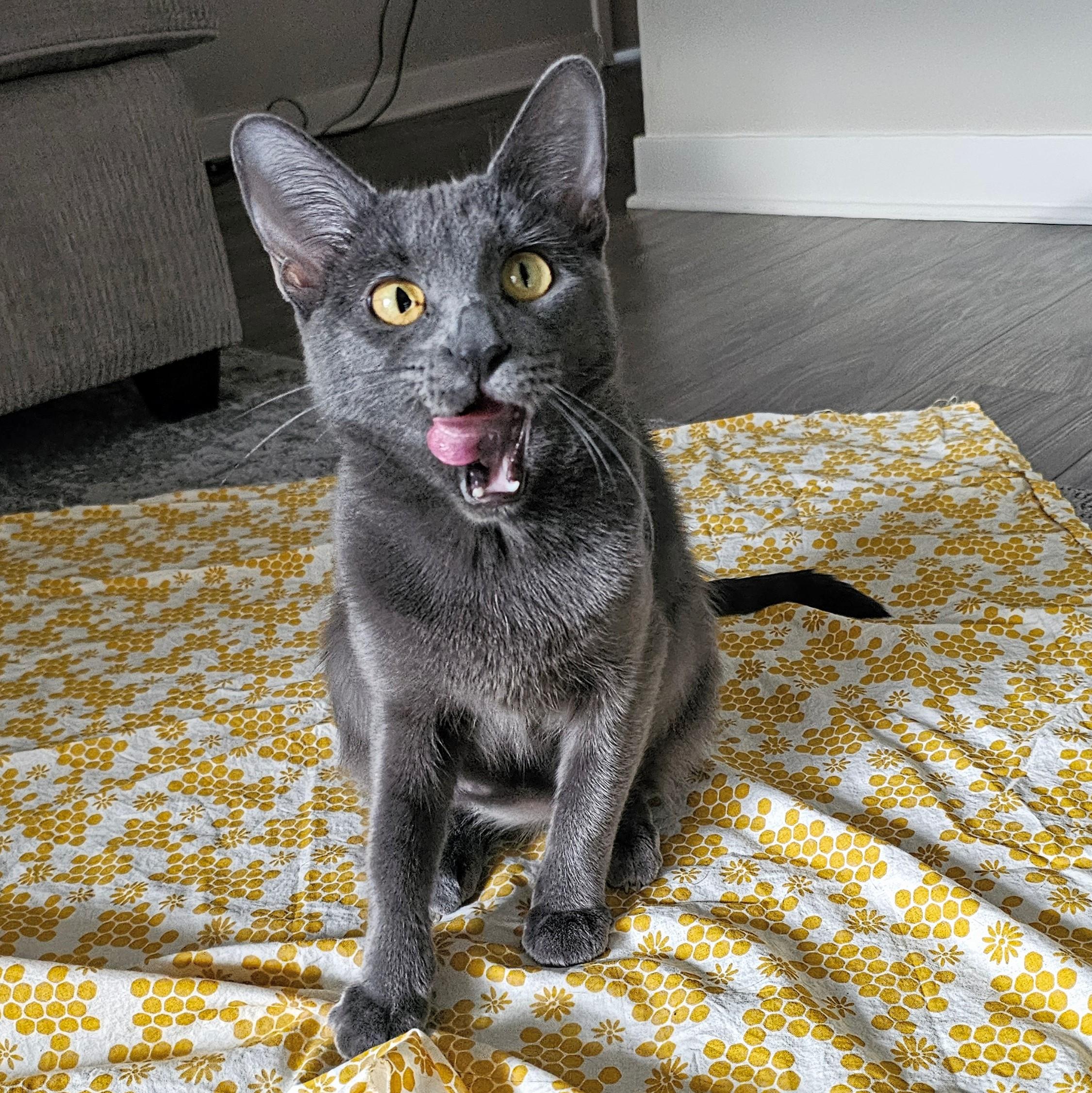 Dove, an adopted mixed breed in Chicago, IL image 4/6